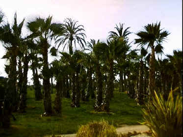 P050-021.jpg (56222 Byte)