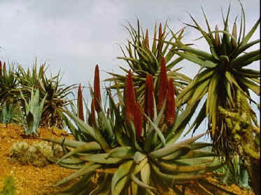 P050-033.jpg (59396 Byte)