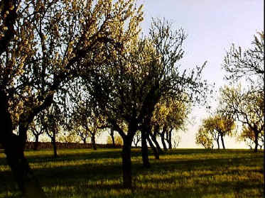 P017-005.jpg (80818 Byte)