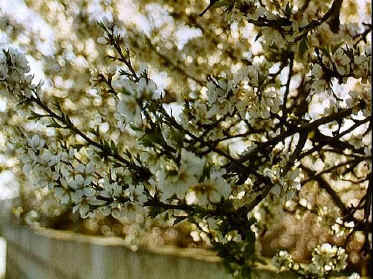 P017-013.jpg (67747 Byte)