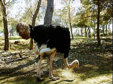 P017-020.jpg (79075 Byte)