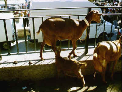 P011-032.jpg (48330 Byte)