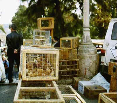 Viehmarkt Sineu1.jpg (34400 Byte)