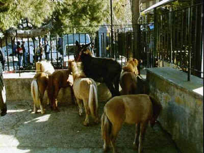 Viehmarkt Sineu2.jpg (36378 Byte)