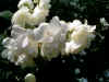 Jasmin01.jpg (151453 Byte)