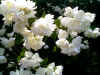 Jasmin02.jpg (176742 Byte)