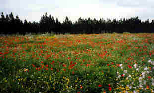 MallFrJ.jpg (7590 Byte)