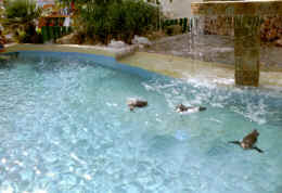 imm016.JPG (339247 Byte)