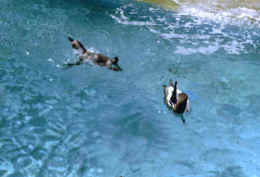 imm024.jpg (81133 Byte)