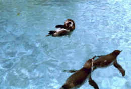 imm025.jpg (80390 Byte)