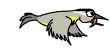 bird_losing_feathers.gif (9308 Byte)