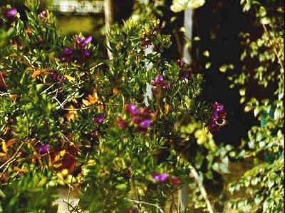 P011-006.jpg (68678 Byte)