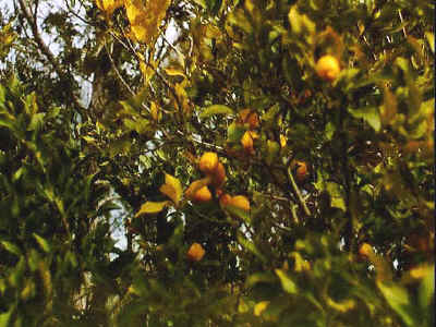 P011-008.jpg (55609 Byte)