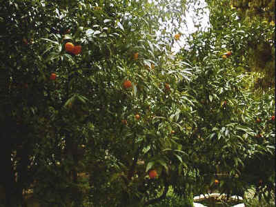 P011-016.jpg (64453 Byte)